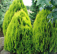 Туя західна Ауреа Нана / Thuja orientalis Aurea Nana С45/Н250