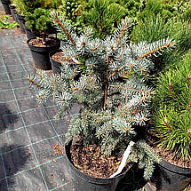 Ялина блакитна Блю Трінкет / С10 / h 50-60 / Picea Blue Trinket, фото 2