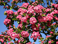 Глід колючий Пол Скарлет/Crataegus laev.Paul's Scarlet