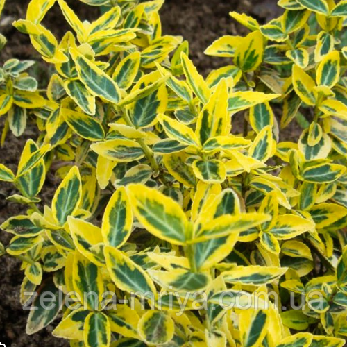 Бересклет Форчуна Эмеральд энд Голд (Emerald 'n' Gold) АКЦІЙНИЙ p9