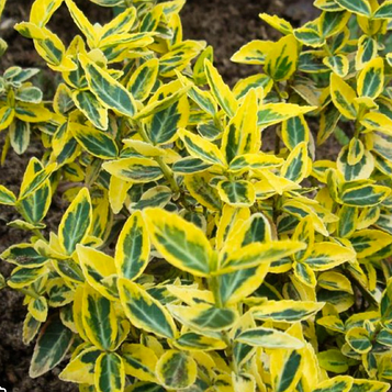 Бересклет Форчуна Емеральд енд Голд (Emerald 'n' Gold)