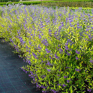 Каріоптеріс кландонський 'Worcester Gold'. Контейнер 3 л