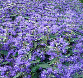 Каріоптеріс кландонський 'Heavenly Blue', Контейнер 3 л