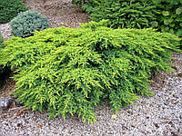 Ялівець горизонтальний Плюмоза /Juniperus horizontalis Plumosa C2/d20