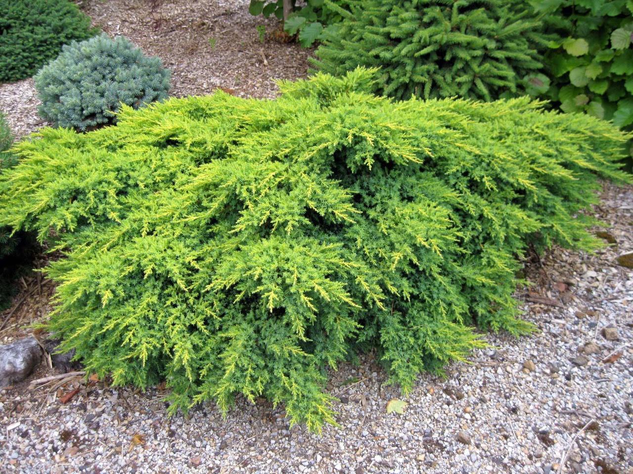 Ялівець горизонтальний Плюмоза /Juniperus horizontalis Plumosa C2/d20 - фото 1 - id-p1894904249