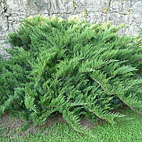 Ялівець козацкий Тамарисцифолія / Juniperus sabina Tamariscifolia С2 /d20