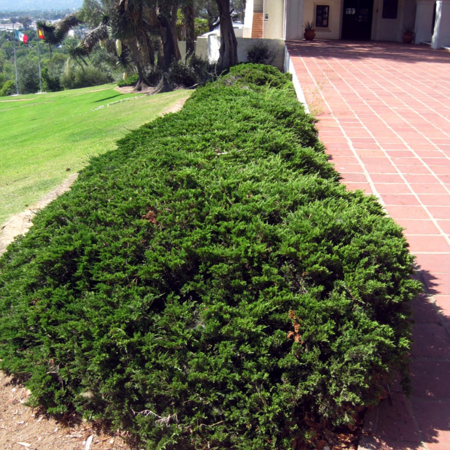 Ялівець горизонтальний Прострата / Juniperus horizontalis Prostrata С7.5 /d40-50 - фото 2 - id-p1894904032