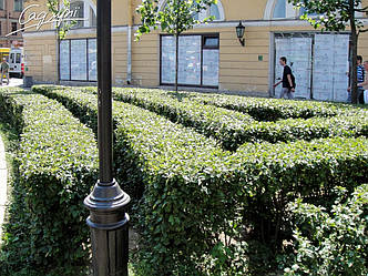 Кизильник блискучий. Контейнер 3 л