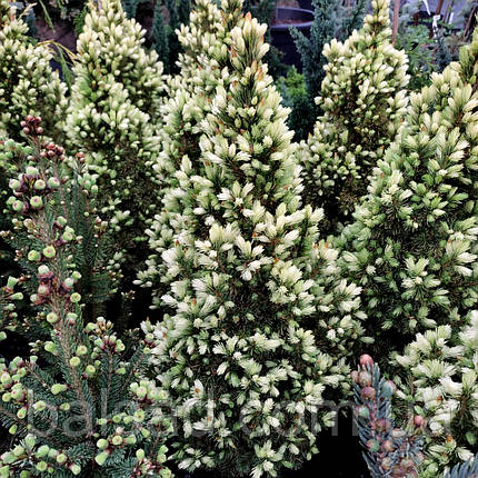 Ялина сиза Старлайт / С7,5 / h 60-70 / Picea glauca Starlight, фото 1