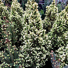 Ялина сиза Старлайт / С7,5 / h 60-70 / Picea glauca Starlight