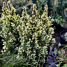 Ялина сиза Старлайт / С7,5 / h 60-70 / Picea glauca Starlight, фото 3