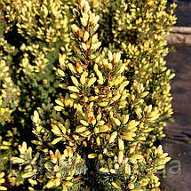 Ялина сиза Старлайт / С7,5 / h 60-70 / Picea glauca Starlight, фото 6