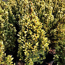 Ялина сиза Старлайт / С7,5 / h 60-70 / Picea glauca Starlight, фото 2