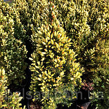 Ялина сиза Старлайт / С7,5 / h 60-70 / Picea glauca Starlight, фото 5