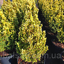 Ялина сиза Старлайт / С7,5 / h 60-70 / Picea glauca Starlight, фото 4