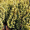 Ялина сиза Старлайт / С7,5 / h 60-70 / Picea glauca Starlight, фото 7