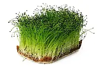 Семена Лук проростки | микрогрин | взрослая зелень (import)