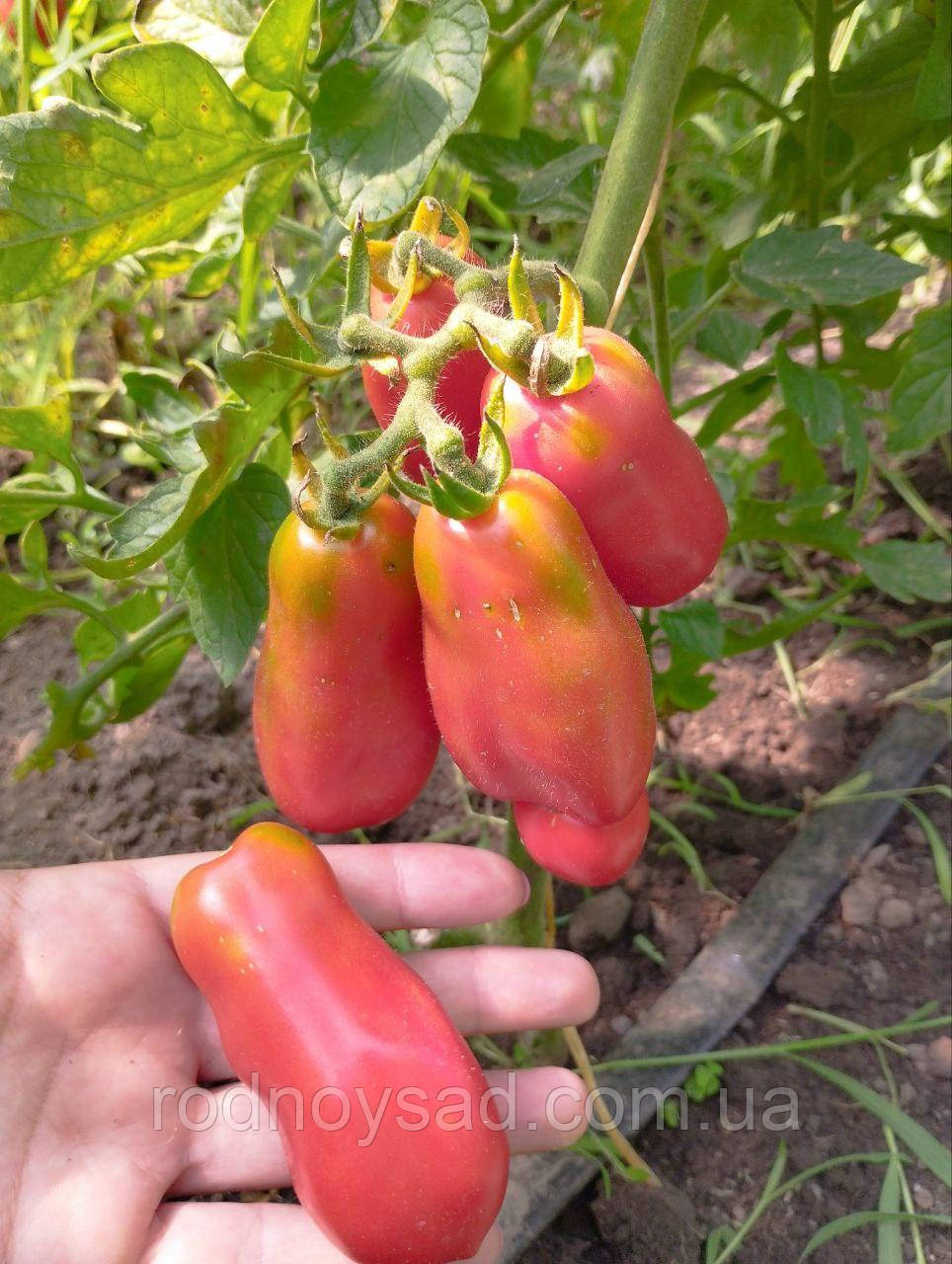 Насіння томат Ерос (0,1 г) помідор середньостиглий високорослий, For Hobby, TM GL Seeds