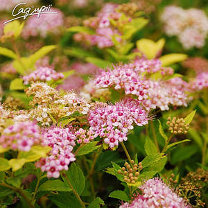 Спірея японська 'Little Princess'. Контейнер 3 л