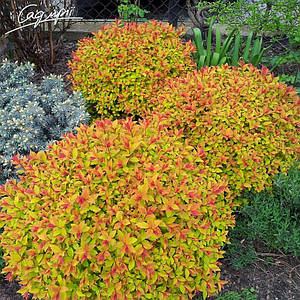 Спірея японська 'Golden Princess' у 3-л контейнері