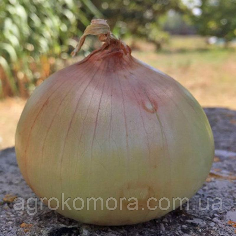 Сеншуй Єллоу цибуля озима 250 000 нас. Cora Seeds