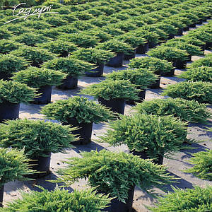 Ялівець горизонтальний 'Prince of Wales'. Контейнер 3 л