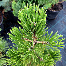 Сосна Літл Дракула / С10 / h 40-60 / Pinus Little Dracula, фото 2
