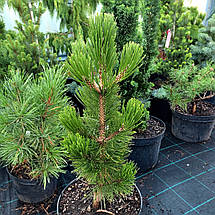 Сосна Літл Дракула / С10 / h 40-60 / Pinus Little Dracula, фото 3