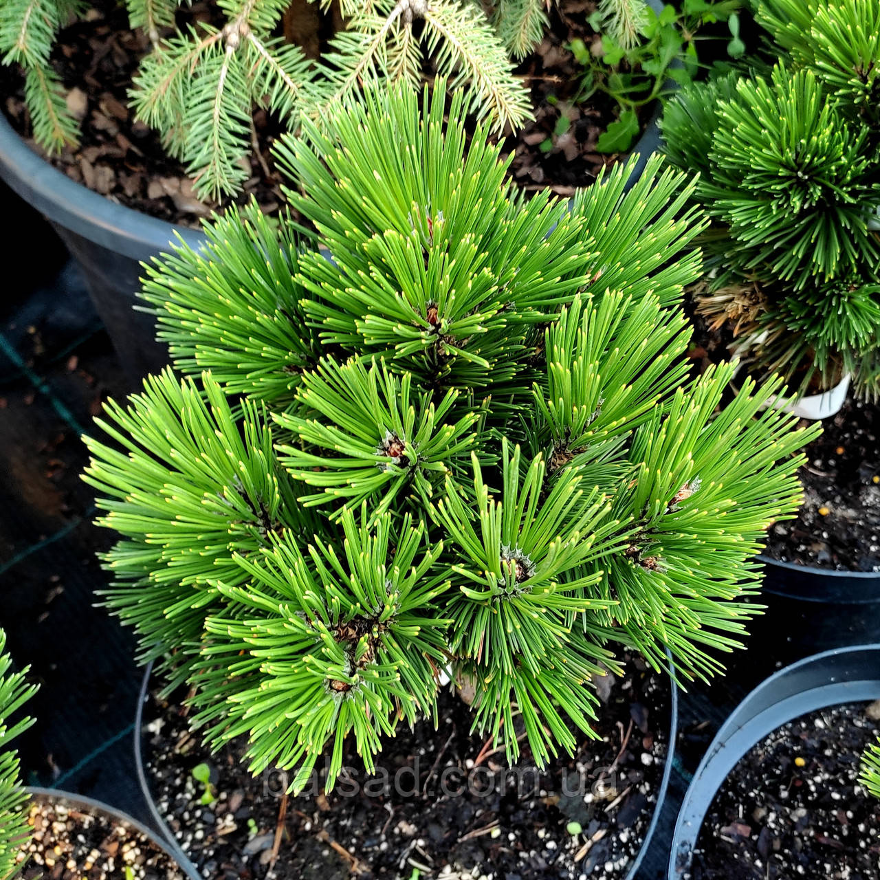 Сосна боснійська 'Пірін 1' / h 15-20 / Pinus 'Pirin 1'