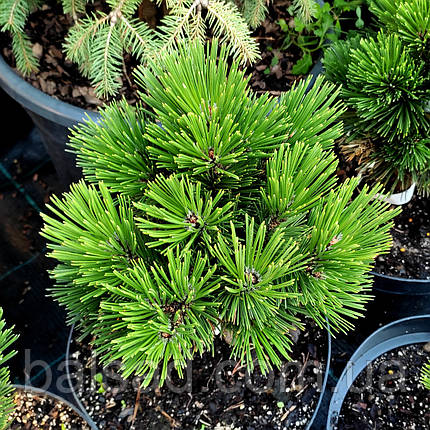 Сосна боснійська 'Пірін 1' / h 15-20 / Pinus 'Pirin 1', фото 1