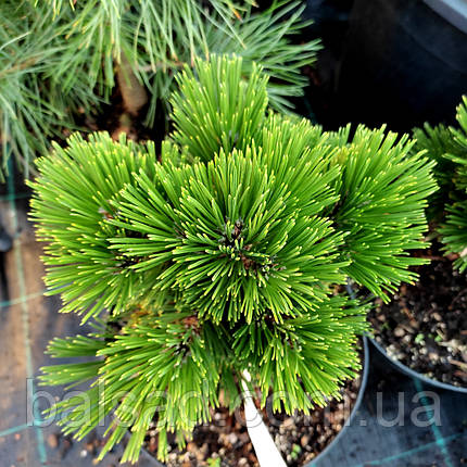 Сосна боснійська 'Пірін 1' / h 15-20 / Pinus 'Pirin 1', фото 3