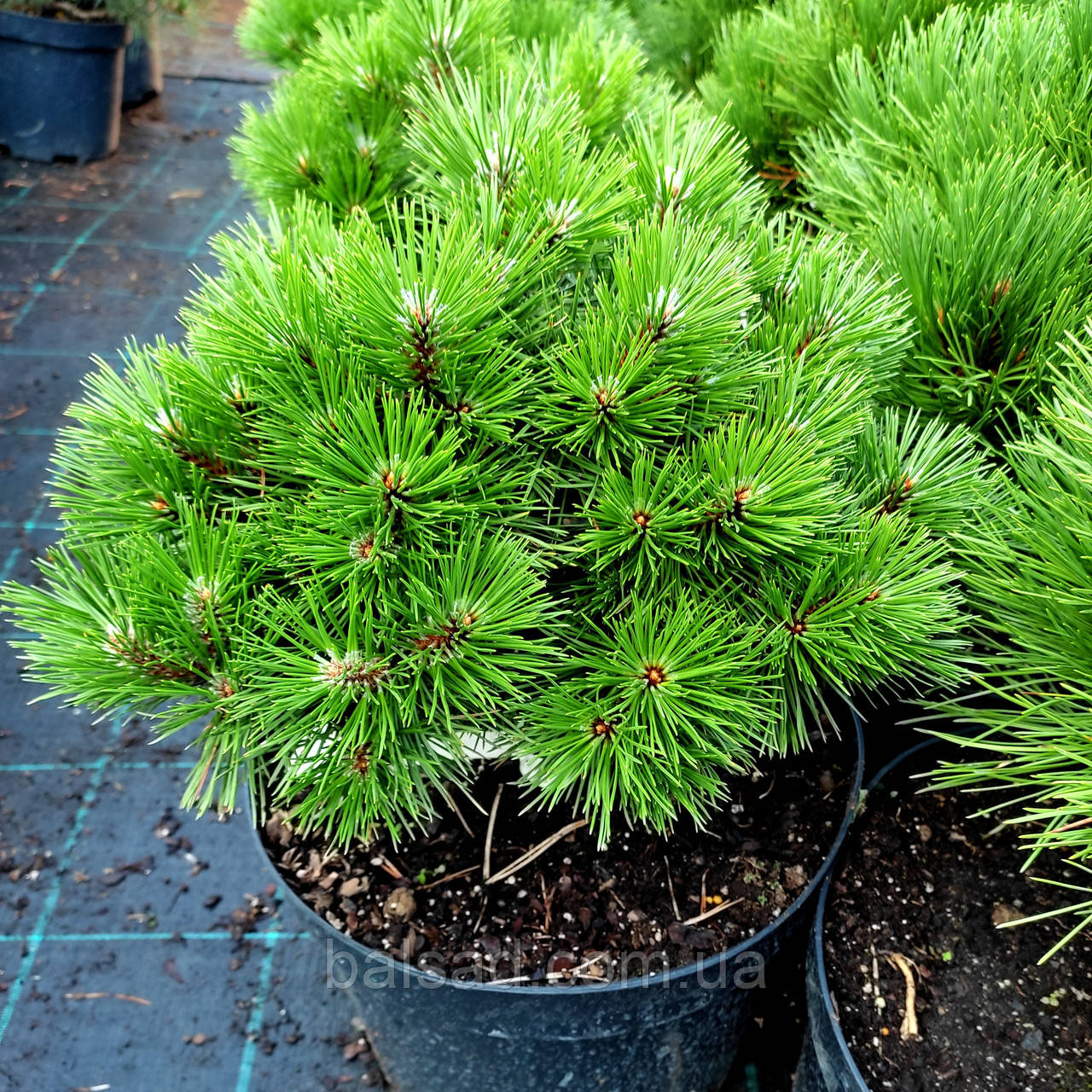 Сосна чорна Агнес Брегон / h 30-40 / Pinus nigra Agnes Bregeon