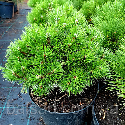 Сосна чорна Агнес Брегон / h 30-40 / Pinus nigra Agnes Bregeon, фото 1