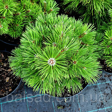 Сосна чорна Агнес Брегон / h 30-40 / Pinus nigra Agnes Bregeon, фото 3