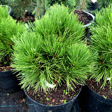 Сосна чорна Себененсіс Нана / h 30-40 / Pinus Cebennensis Nana, фото 2