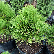 Сосна чорна Себененсіс Нана / h 30-40 / Pinus Cebennensis Nana, фото 4