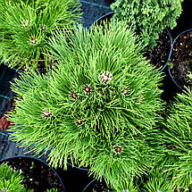 Сосна чорна Себененсіс Нана / h 30-40 / Pinus Cebennensis Nana, фото 3