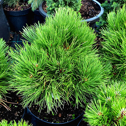 Сосна чорна Себененсіс Нана / h 30-40 / Pinus Cebennensis Nana, фото 1