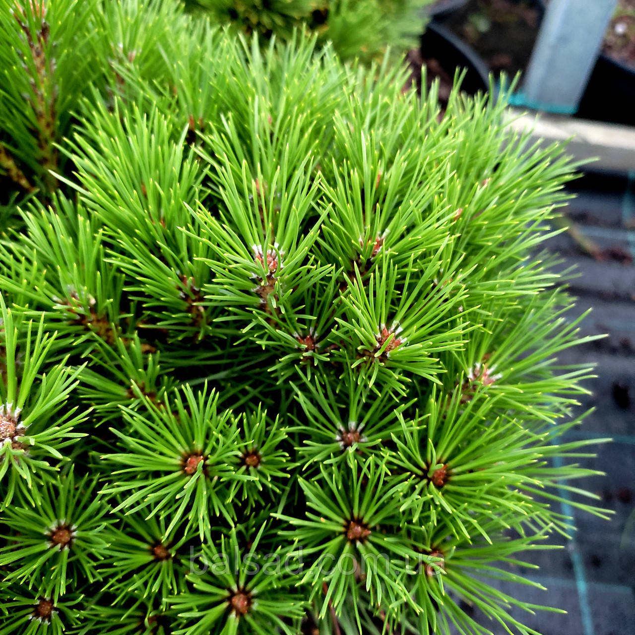 Сосна чорна Бамбіно / С5 / h 20-30 / Pinus nigra Bambino