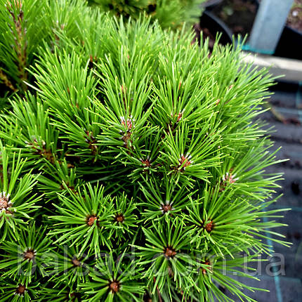 Сосна чорна Бамбіно / С5 / h 20-30 / Pinus nigra Bambino, фото 1