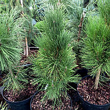 Сосна чорна Зіммер / С7,5 / h 50-70 / Pinus nigra Zimmer, фото 2