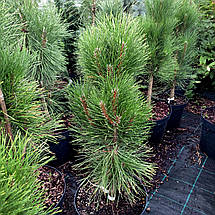 Сосна чорна Зіммер / С7,5 / h 50-70 / Pinus nigra Zimmer, фото 3