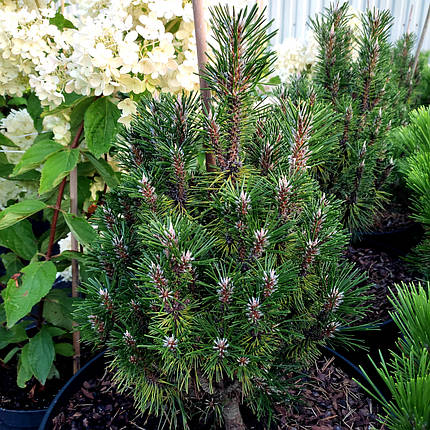 Сосна чорна Річард / С20 / h 40 / Pinus nigra Richard, фото 2
