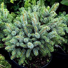 Ялина сітхінська Міджет / С10 / h 20-30 / Picea sitchensis Midget