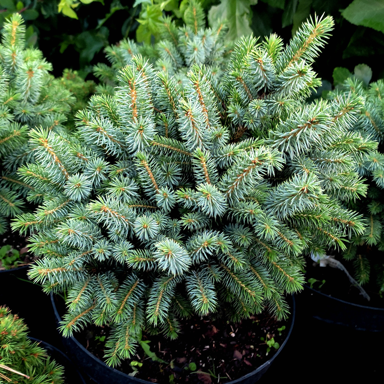 Ялина сітхінська Міджет / С10 / h 20-30 / Picea sitchensis Midget