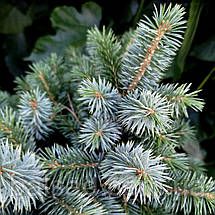 Ялина сітхінська Міджет / С5 / h 15-25 / Picea sitchensis Midget, фото 5