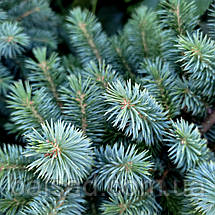 Ялина сітхінська Міджет / С5 / h 15-25 / Picea sitchensis Midget, фото 4
