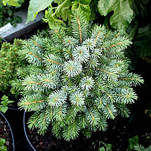 Ялина сітхінська Міджет / С10 / h 20-30 / Picea sitchensis Midget, фото 3