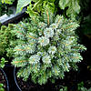 Ялина сітхінська Міджет / С5 / h 15-25 / Picea sitchensis Midget, фото 7