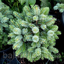 Ялина сітхінська Міджет / С5 / h 15-25 / Picea sitchensis Midget, фото 6